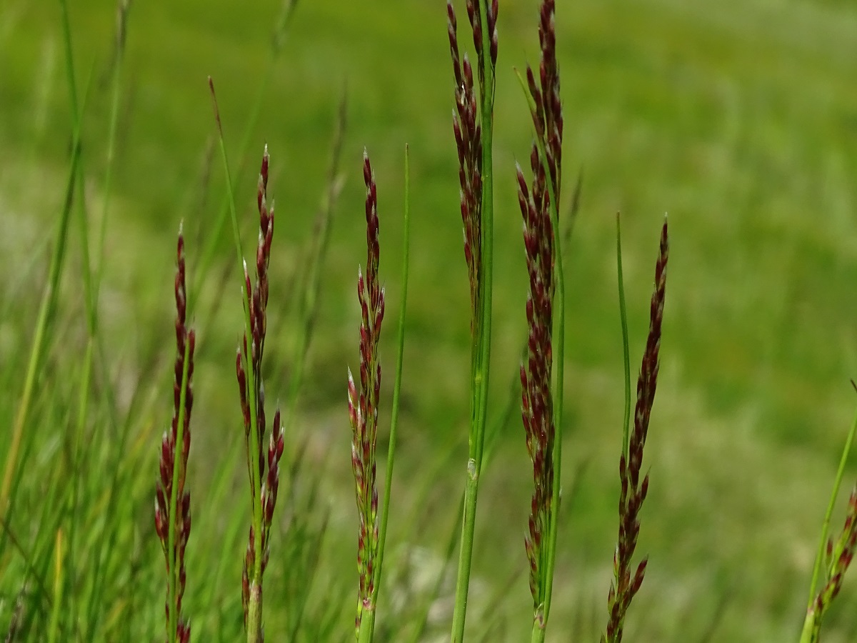 Agrostis rupestris var. rupestris (Poaceae)
